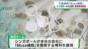 臓器修復に期待のＭｕｓｅ細胞　発見の東北大学研究チームが開発権利を譲渡