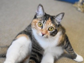 初対面ですーすー……　膝の上で仰向けで寝る姿にひとめぼれ！　日本猫「さくら」