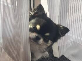 おや？もう一回散歩行く！？　こっそりのぞき込むロングコートチワワ「サスケ」