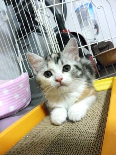 家にきたころの「らむ」