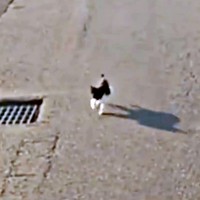 車に駆け寄って来たまぎちゃん（画像提供：hiro_8083さん）