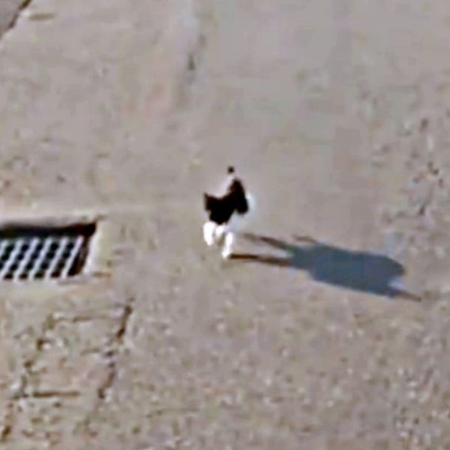 車に駆け寄って来たまぎちゃん（画像提供：hiro_8083さん）