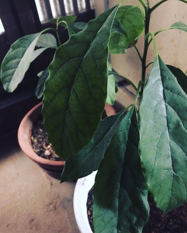 鉢植えで育てていたアボカド／hisaさん（@hisa.by）提供