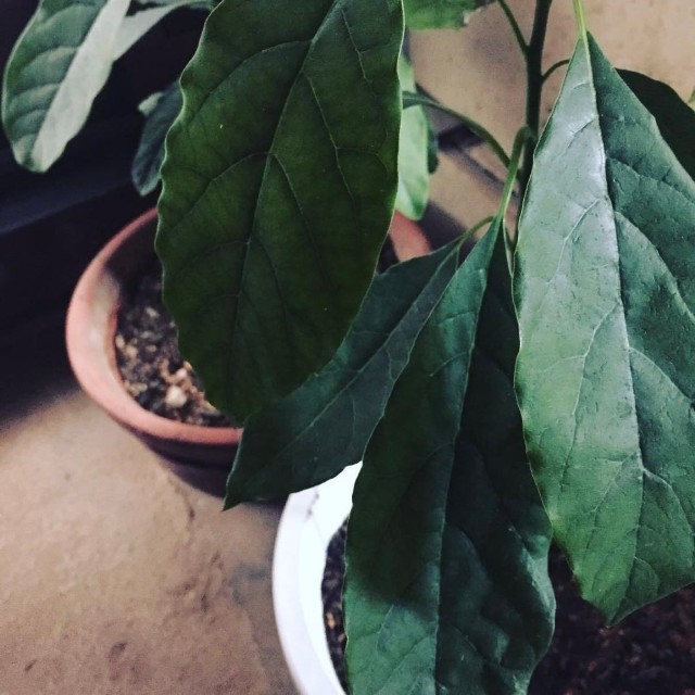 鉢植えで育てていたアボカド／hisaさん（@hisa.by）提供