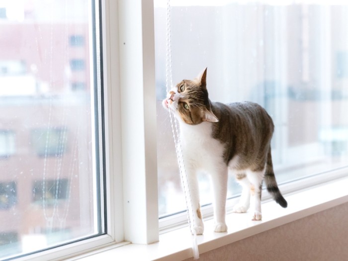 え？ ブラインド降ろすの？ それは困る