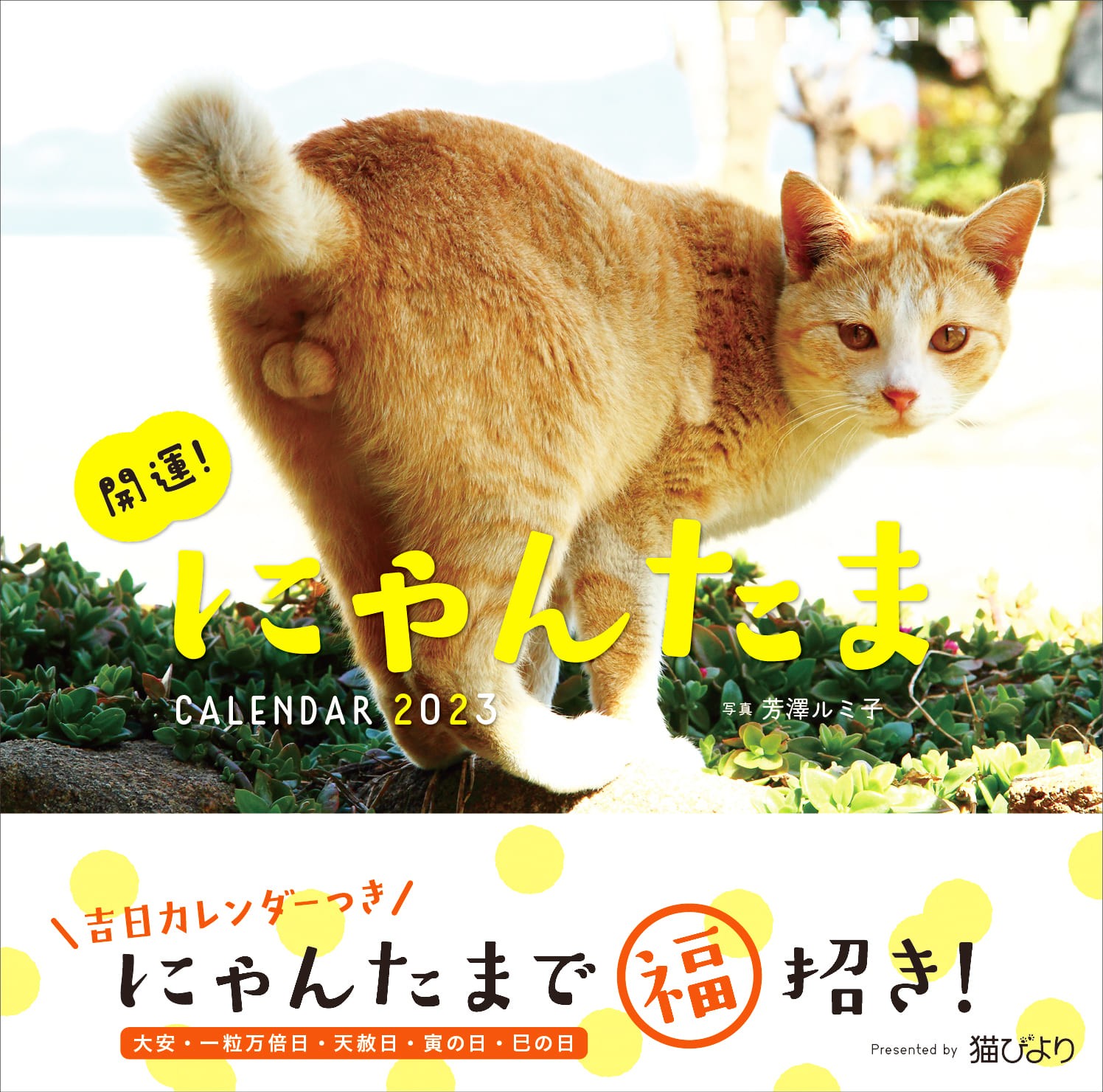 モフモフな〝にゃんたま〟に猫の愛らしさ、おかしみ増幅 マニアックな