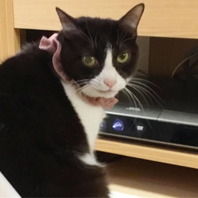 なかなかの美人さんでしょ