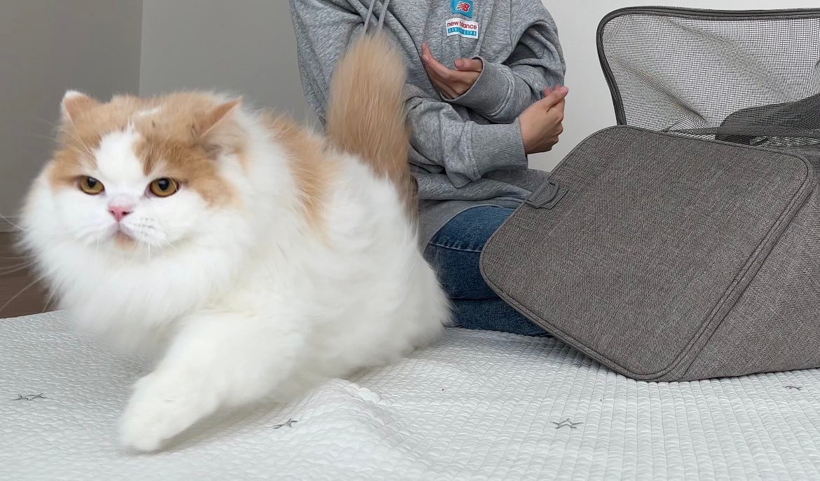 フォルムがおにぎりすぎる猫が話題、正体は2歳のスコフォ 「可愛すぎて