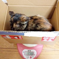 保護当日、生後3〜4カ月、体重856グラムだったぽんずちゃん（画像提供：きのひとまるさん）