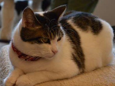 犬猫「殺処分２年連続ゼロ」　ただし１０００頭収容　神奈川