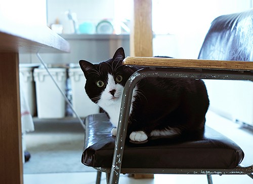 大人になって少し人見知りになった小鉄