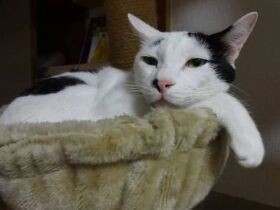 退院した私を必死の思いで迎えてくれた　ミックス猫の「福来三郎」