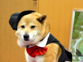 山口・岩国の観光大使だワン　近畿の人気犬「ジェームス」