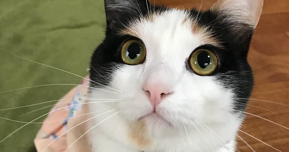三毛猫 にこ その顔なあに と不思議そうに見つめる 犬 猫との幸せな暮らしのためのペット情報サイト Sippo