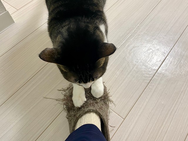 スリッパをバリバリ