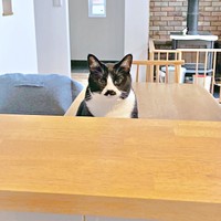 カウンター越しにキッチンにいる飼い主さんを見つめるひげちゃん（画像提供：こけむすさん）