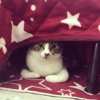 こたつの布団をめくると可愛いたらこちゃんが