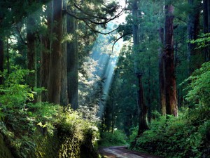 【栃木編】徳川時代の光、近代が生んだ影　文芸評論家・斎藤美奈子