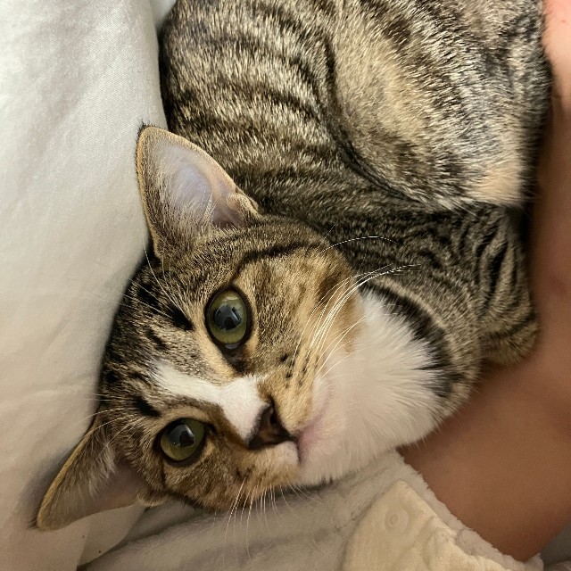 このまますこやかに育ちますように（画像提供：むぎときびさん）