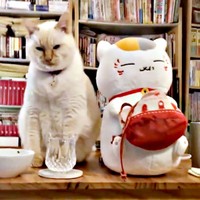 猫のぬいぐるみとツーショット！ かわいらしいチャーリーくん（画像提供：half&herbさん）