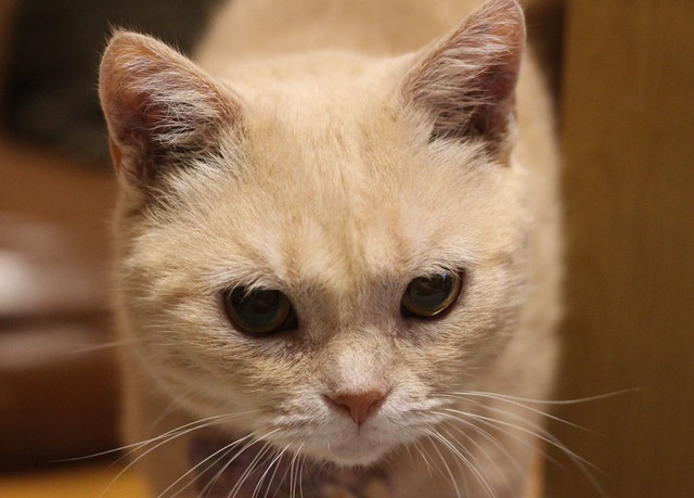 虹の橋を渡った元繁殖猫。長年、。出産を繰り返すうちに腸にダメージを受けて下痢に苦しんできたという（飼い主の「ぽんちゃん」さん提供）