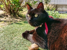 保護される前に、玄関口から侵入して我が家を下見しに来ていた？　黒猫「はな」