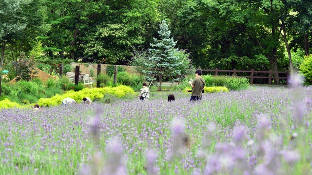 ラベンダーが見頃　蒜山高原の植物園で摘み取り体験　岡山・真庭市　