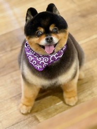 唐草模様のスタイがよく似合うたろ吉ちゃん（画像提供：たろ吉(メスのポメ)の飼い主さん）