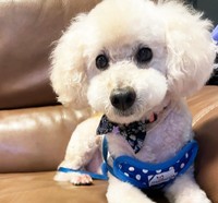 団地で飼われていた2匹のワンコのうちの1匹、トイプーのティア（推定9歳・オス）