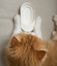 容器（使い捨て）の大きさはこんな感じ。環境にも猫にも優しい素材なので使用後は燃えるゴミとして廃棄できる。猫の体型に合わせたサイズ調整が可能（堀江さん提供）