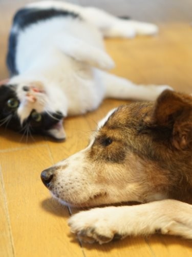 「ここは涼しいな」（寝ることが増えたジローさんは、最近、低反発布団で寝るのがお気に入り）