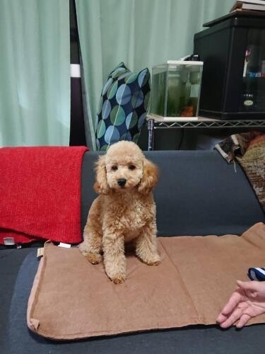 家にきたころの「はなママ」