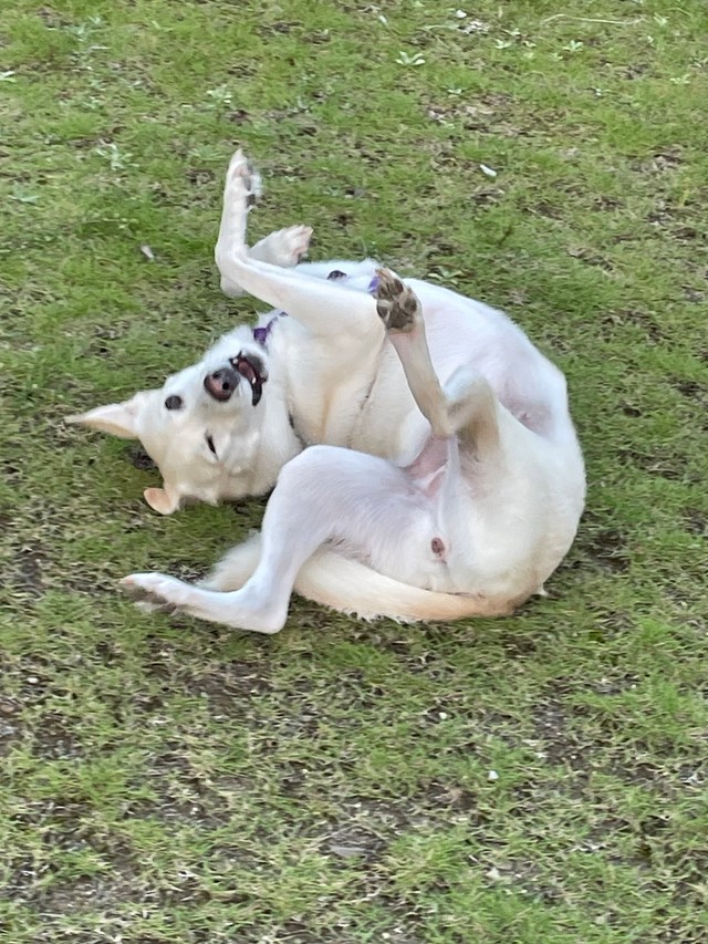 ゴローン、ゴローン、とリラックス♡