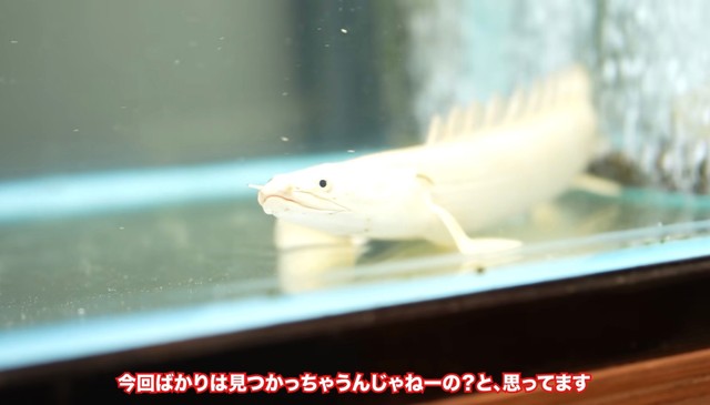 妻に見つかってしまうと予想／リックさん（@aquarium_rick_agguy）提供