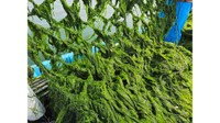 後工程　収穫した青のり【徳島文理大学 提供】