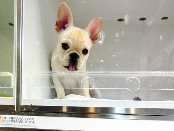 ペット販売など犬猫の流通の監視　自治体の担当「人手不足」