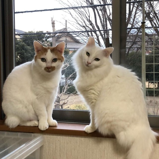 ころちゃん（左）と。ポーズがモデルさんのよう