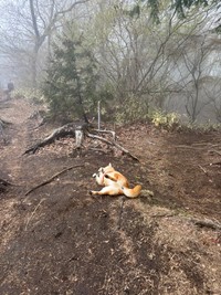 仰向けになっても状況は変わらず…（画像提供：岳 柴犬 さん）