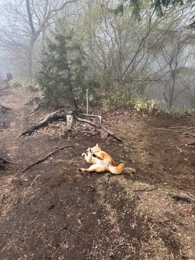 仰向けになっても状況は変わらず…（画像提供：岳 柴犬 さん）