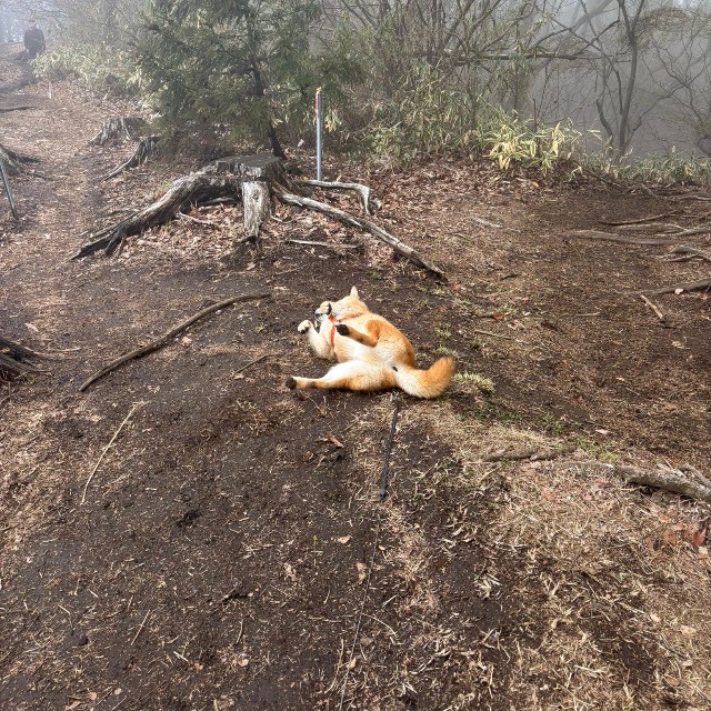 仰向けになっても状況は変わらず…（画像提供：岳 柴犬 さん）