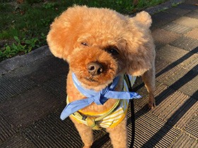 苦手なトリミング、がんばったんだよ～　ストレス発散中のトイプー「めいぷる」