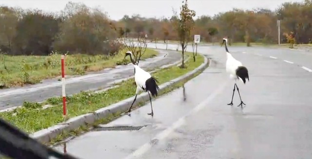 しばらくすると2羽の鶴は脇道へ方向転換（画像提供：マルピギアさん）