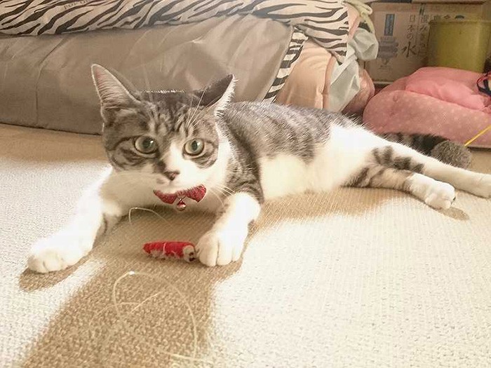 実家のＫちゃん。愛らしいお顔をしています