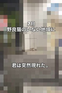 7月に突然現れたという猫（「こたとつーちゃんと時々おたま」さん提供、Instagramよりキャプチャ撮影）