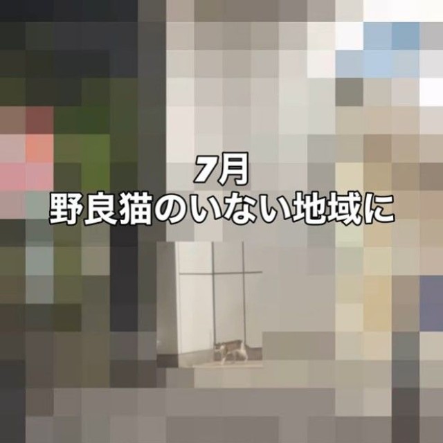 7月に突然現れたという猫（「こたとつーちゃんと時々おたま」さん提供、Instagramよりキャプチャ撮影）