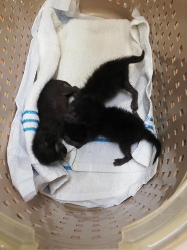 センターから引き出した猫