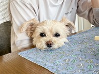 テーブルにアゴのせしてうとうとするまろちゃん（画像提供：まろこちゃん）