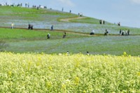 一面に咲くナノハナ