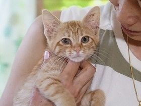 大震災でつながり、主婦のくらしが一変　被災犬・猫の保護に奔走