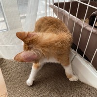 カーテンが気になるラテちゃん（画像提供：保護猫ラテちゃん）